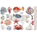 Redesign transfert pelliculable - Amazing Sealife